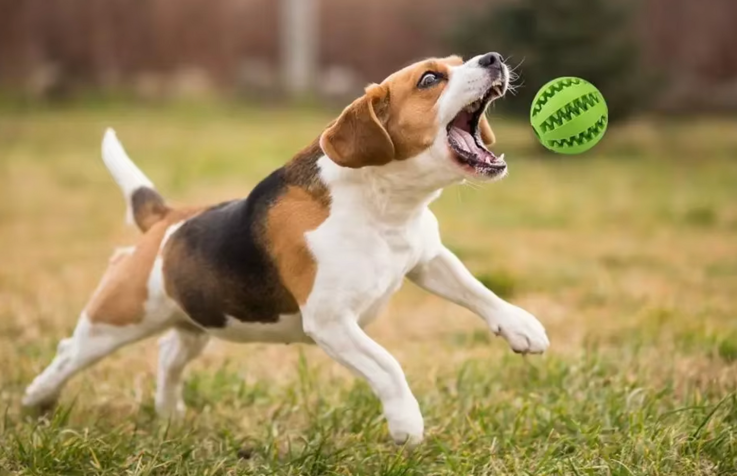 Treat Ball Toy for Small Pets - Rubber Dog Ball Toy with